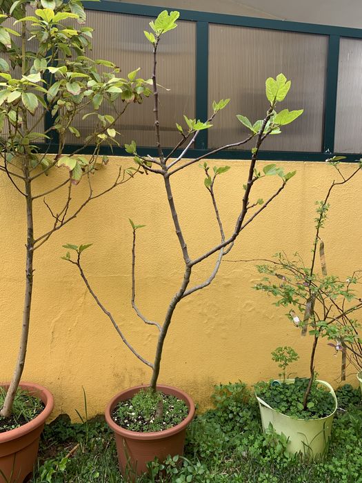 Arvores frutas em vaso