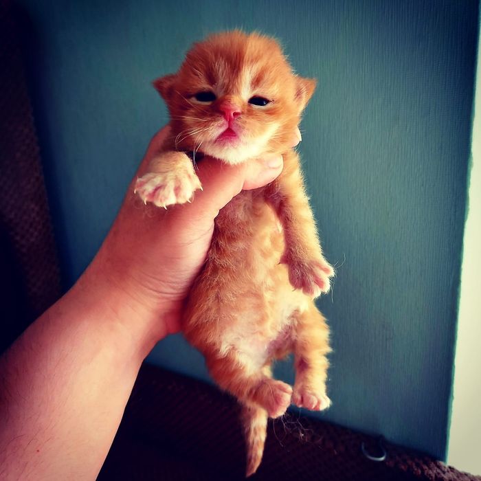 Сонячні мейн кунчики зігріють в найхолоднішу погоду