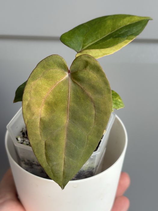 Promocja Anthurium RVDP Variegata (Red Vein Dark Phoenix)