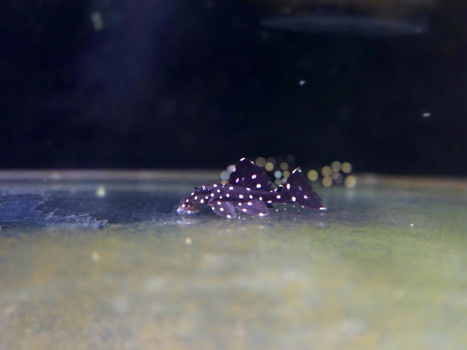 Zbrojnik L240 Leporacanthicus galaxias (glonojad)