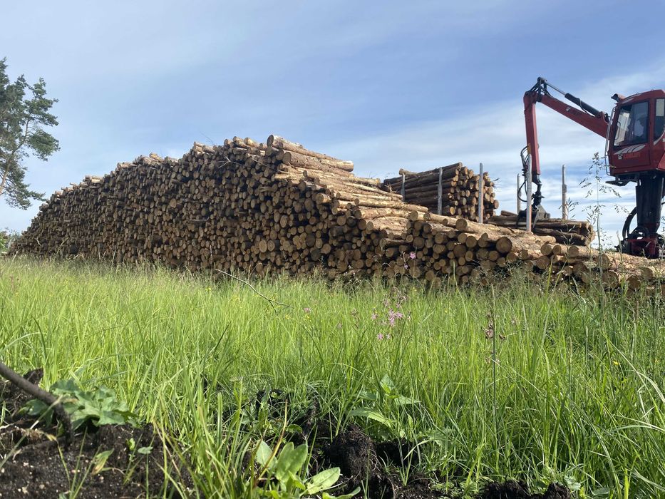 Brzoza, tartaczna - kłody, dłużyca, sosna papierówka