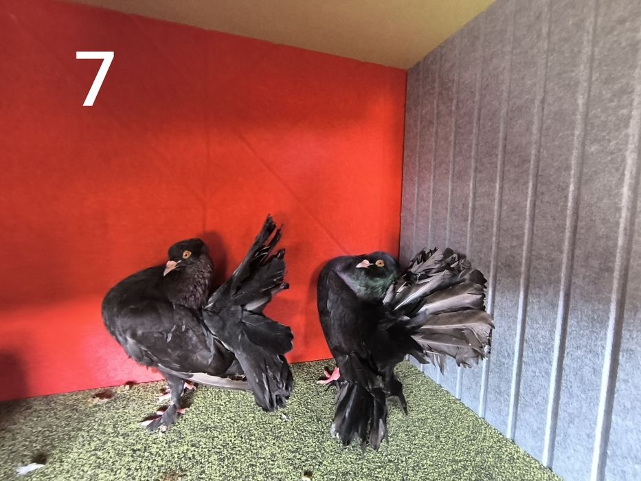 Pombos fantasia várias raças
