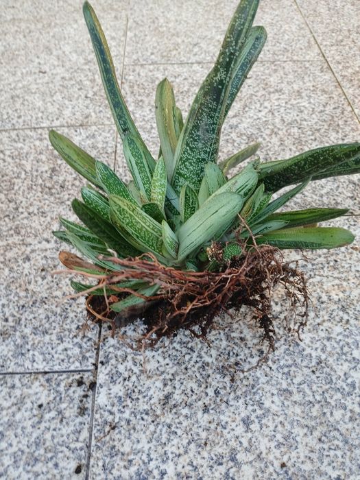 Suculenta enraizada