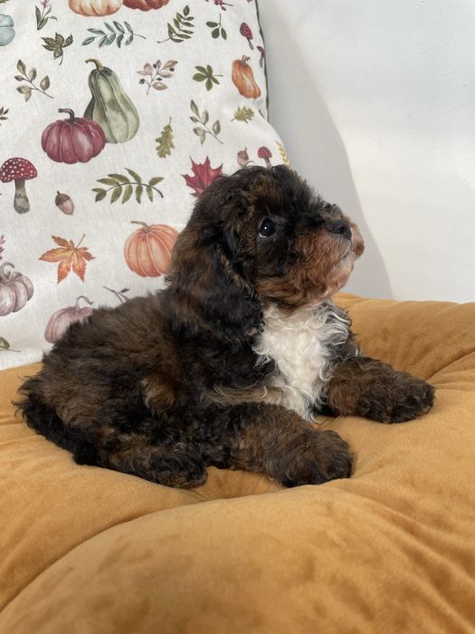 Cavapoo f1b dostępny piesek tricolor