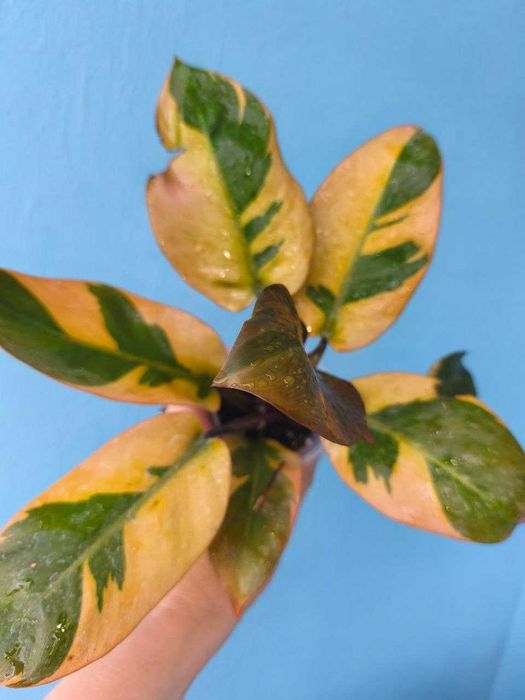Філодендрон Блек Кардинал варієгатний/Philodendron Black Cardinal variegata, ароїдні