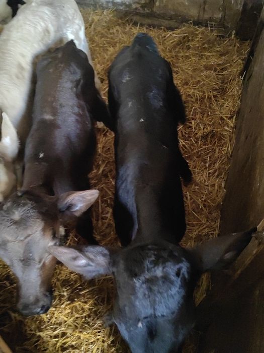 Cielaki z Polskich gospodarstw