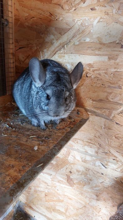 Szynszyla szara młoda