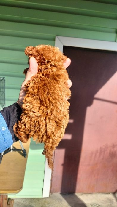 Пудель з розплідника