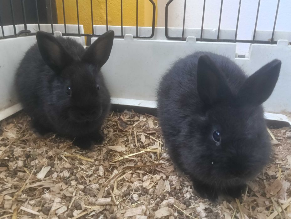 Coelhos Anões mini holandês