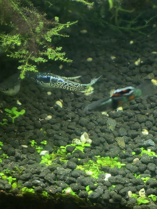 Guppys diversos machos e fêmeas