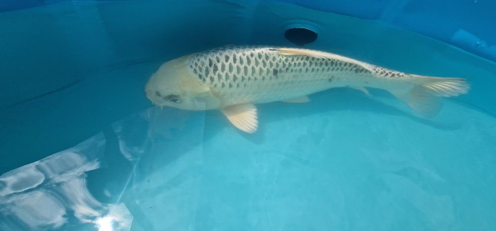 Carpa koi com 35cm