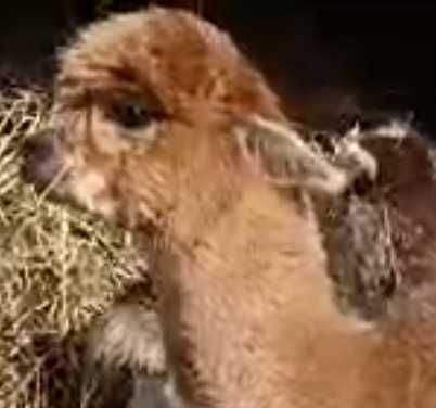 alpaka samiczka Light Fown