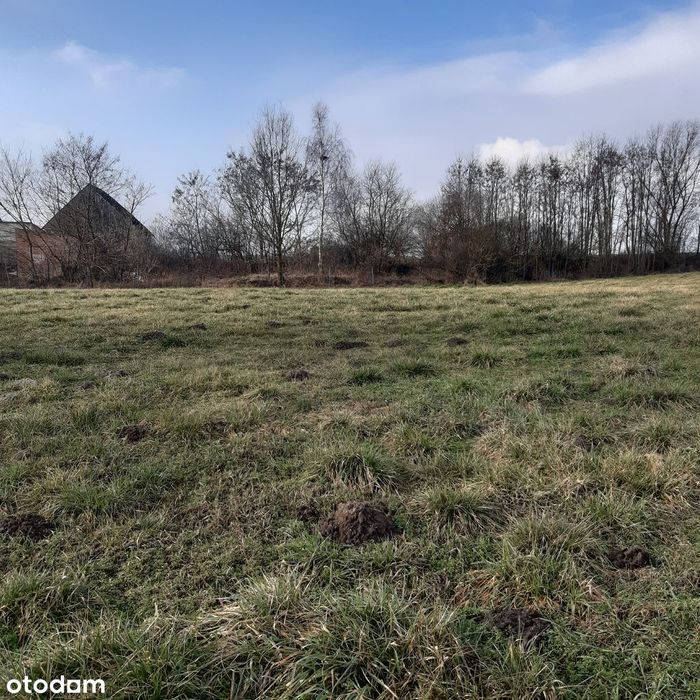 Działka 5600m2 - Brzyków