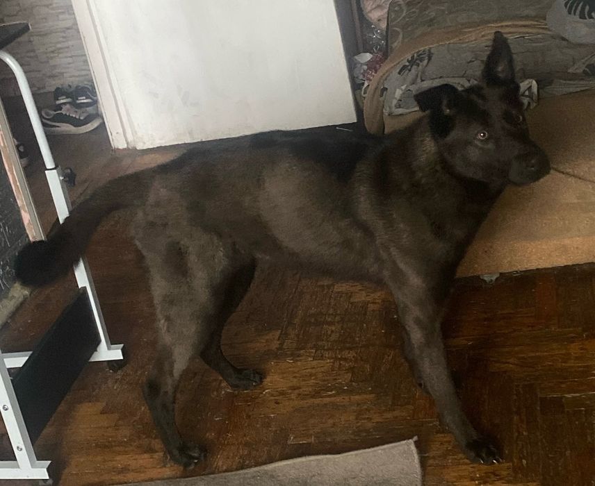 Ищем старых или новых хозяев щенку  метиса бельгийской овчарки