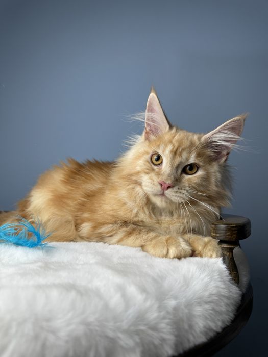 Рыжий мальчишка крупный 4  месяца мейн кун