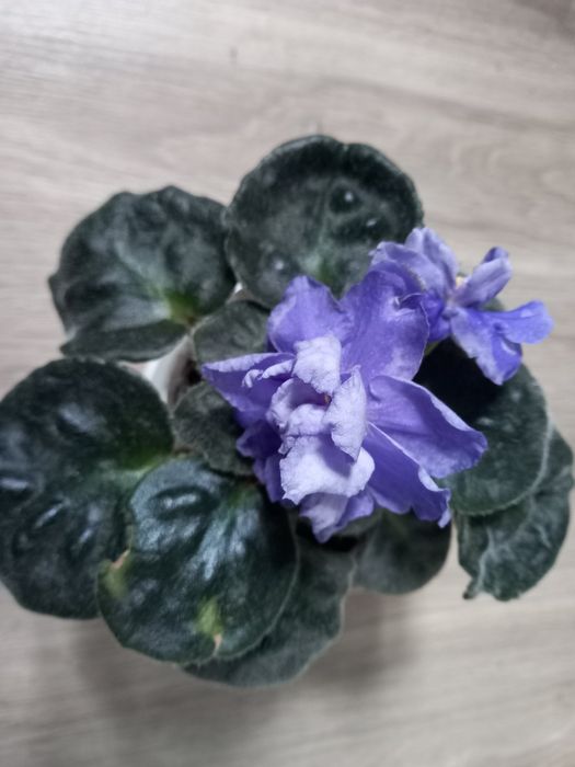 Фиалки  в горшочках