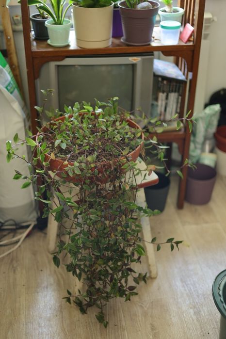 Традесканция / традесканція