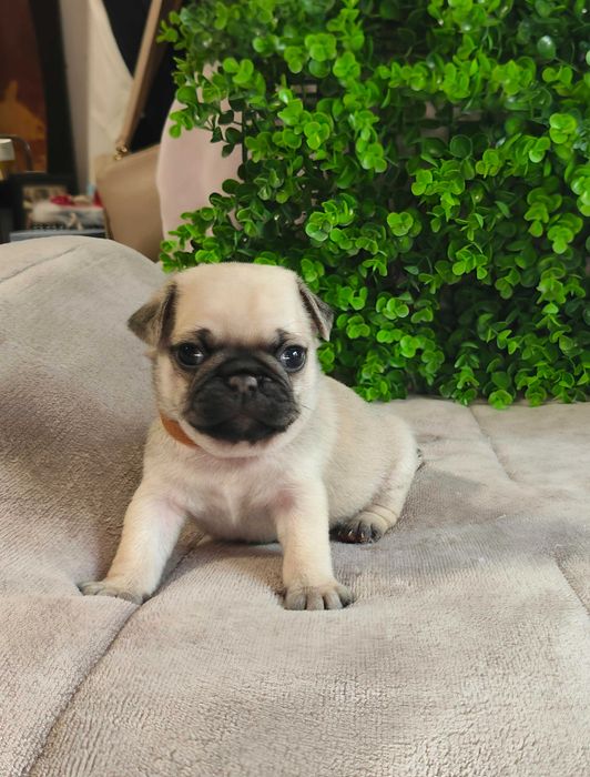 Pug Carlin menino