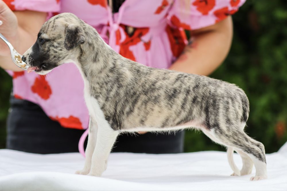 Whippet chart angielski szczenie zkwp fci suczka płowa