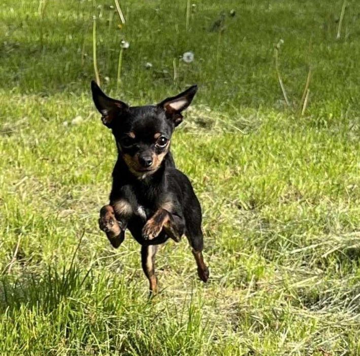 Елітний хлопчик той-терʼєр. В'язка.