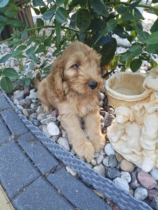 Śliczne cockapoo hybryda F1 piesek gotowy do odbioru