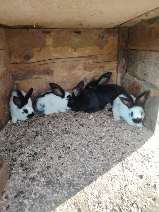 Кролики німецький строкач