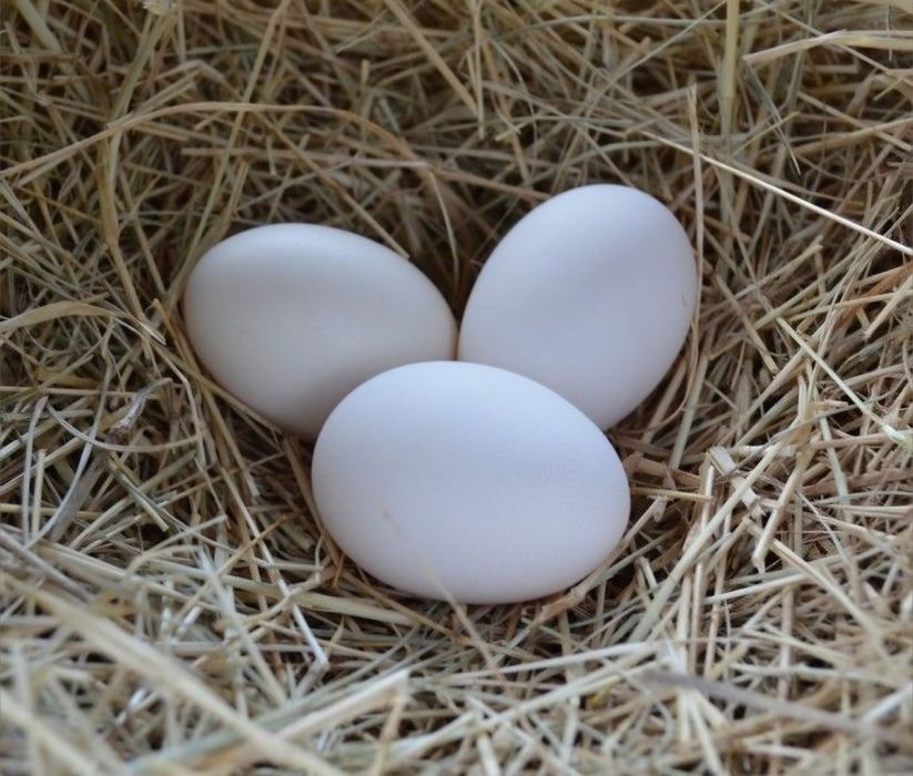 Ovos Leghorn Branca puros