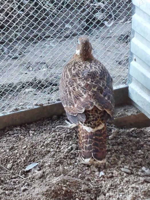 Kura olśniaka himalajskiego