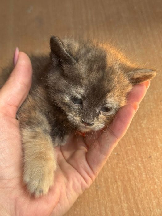 Віддаю котеня в добрі руки