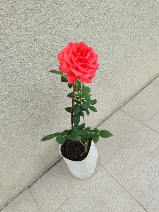 Vaso com Roseira
