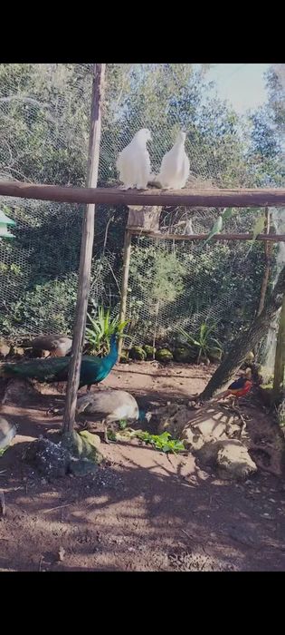 Pavões e pavoas adultas