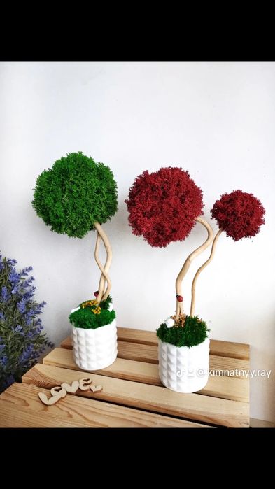 Дерева зі стабілізованого моху, топіарій, декор з моху