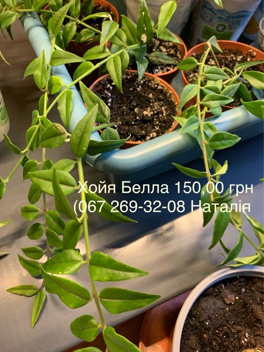 Хойя види. Хойя. Хойя