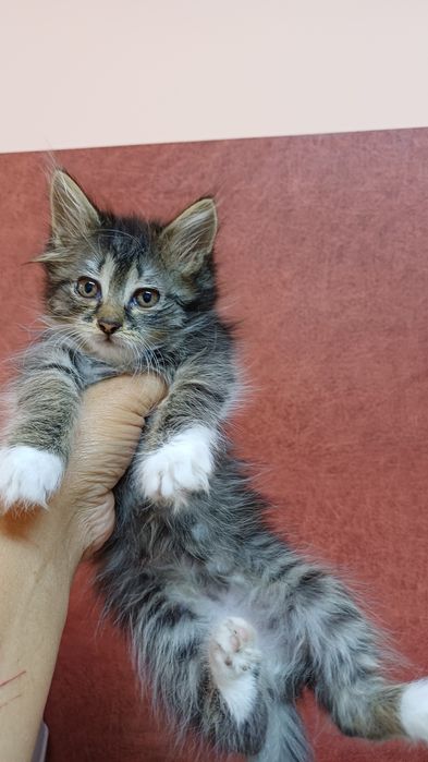 Кошенята котики ..