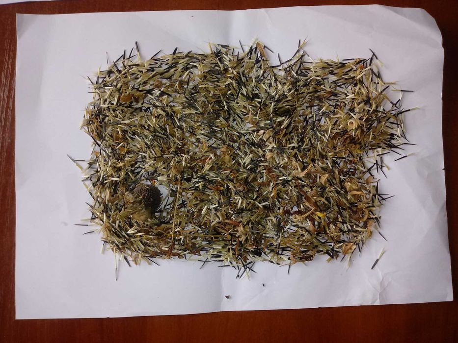 Sprzedam nasiona kwiatków ogrodowych