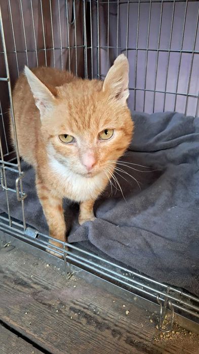 Szukamy domu dla JUMIEGO - rudego kotka