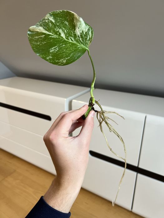 Monstera Variegata
