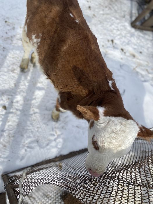 Теличка 2 місяці