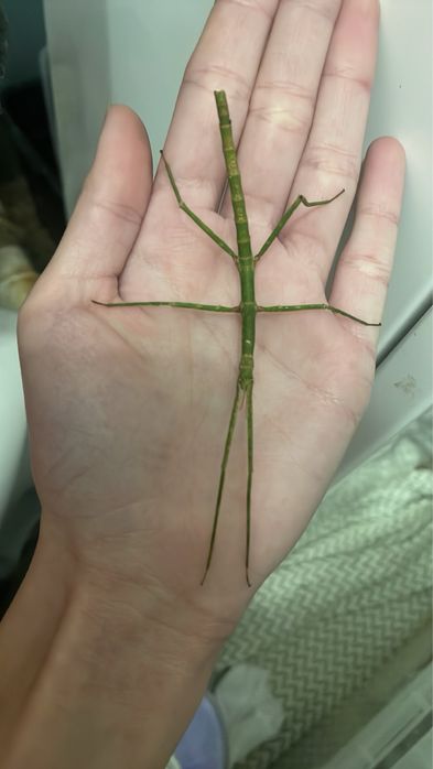 Анамські палочники