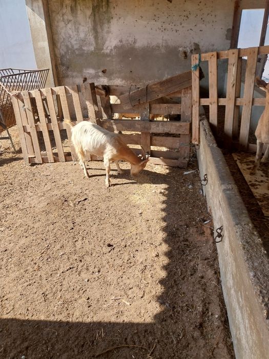 Cabras grandes e pequenas