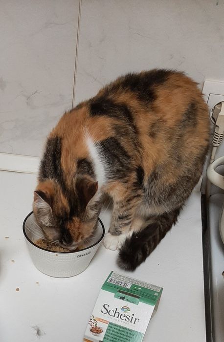 Кошечка Зося шукає родину!