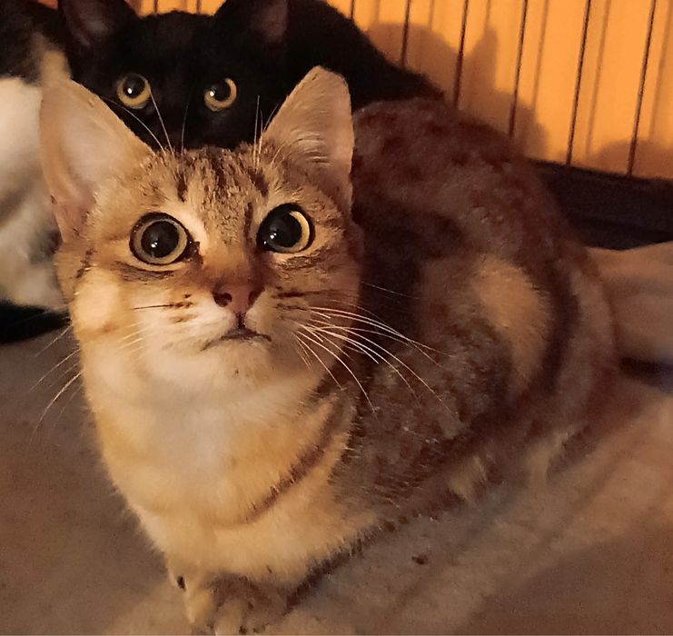 4 Gatinhos Juvenis esterilizados!