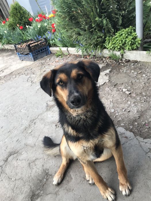 Цуценята шукають дім (від 22.10) - хлопчик