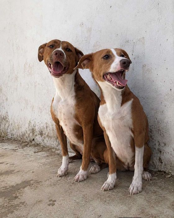 Meninas lindas para adoção conjunta