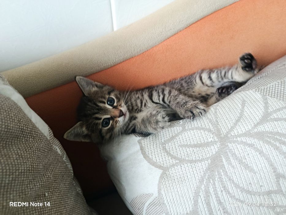 Віддам кошенят в хороші руки