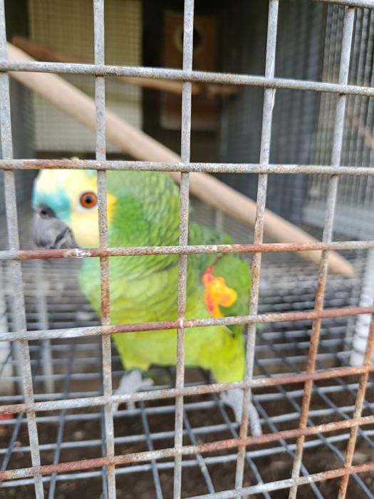 Casal adulto amazonas xanthopteryx