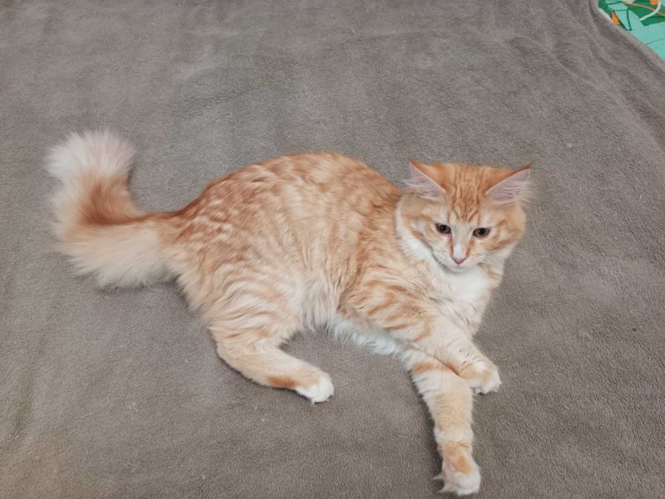 Мейн кун кошенята