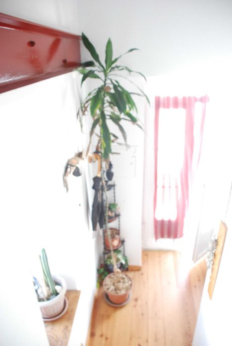 Plantas de apartamento, mosteira, espada de São George, são pedro etc.