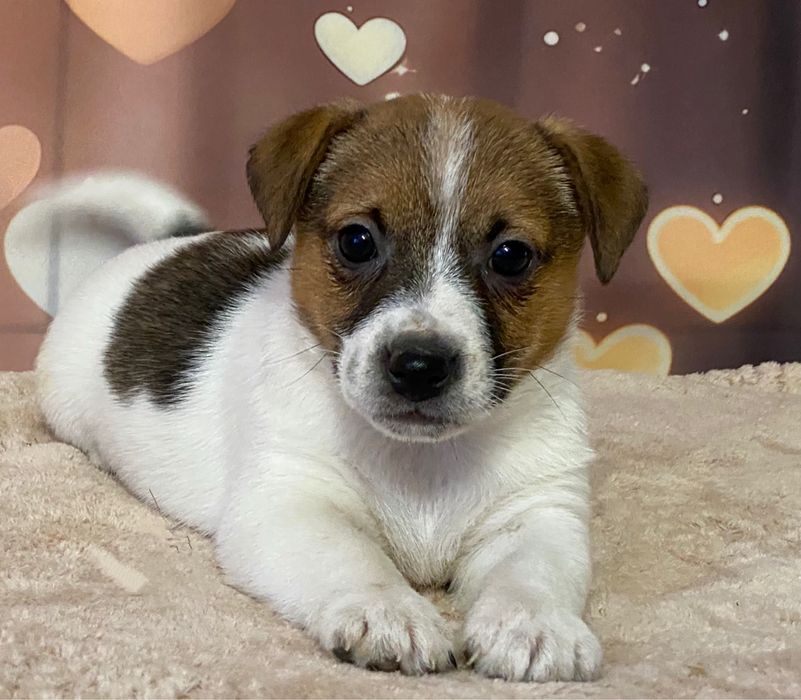 Jack Ruusell Terrier dziewczynka HERA