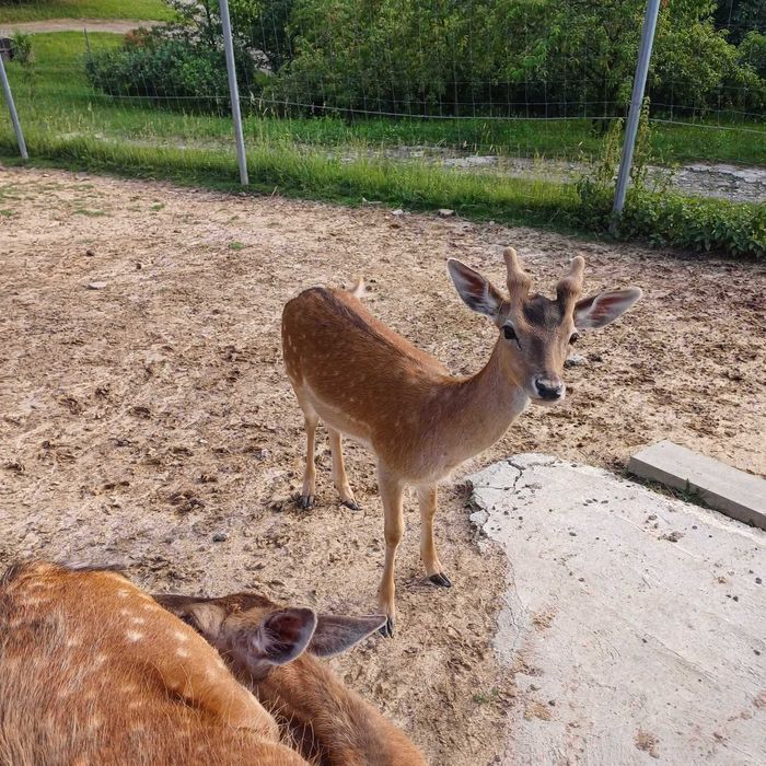sprzedam daniele w różnym wieku